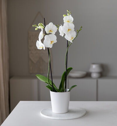 Hvit orkide i hvit potte Hvit orkide i hvit potte